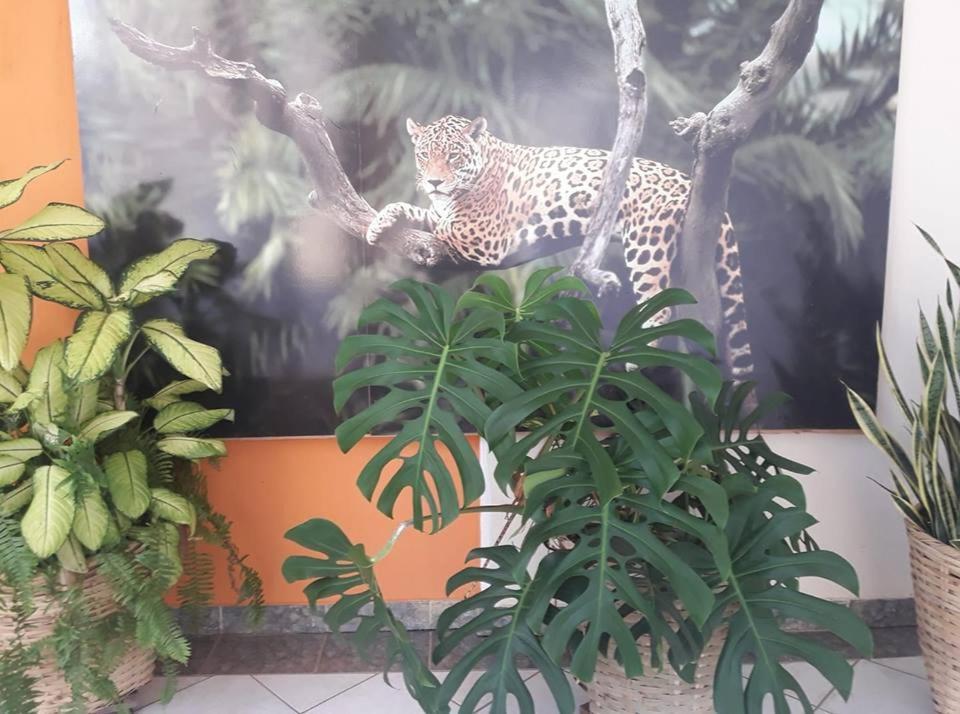 Hotel Pousada And Safari 库亚巴 外观 照片